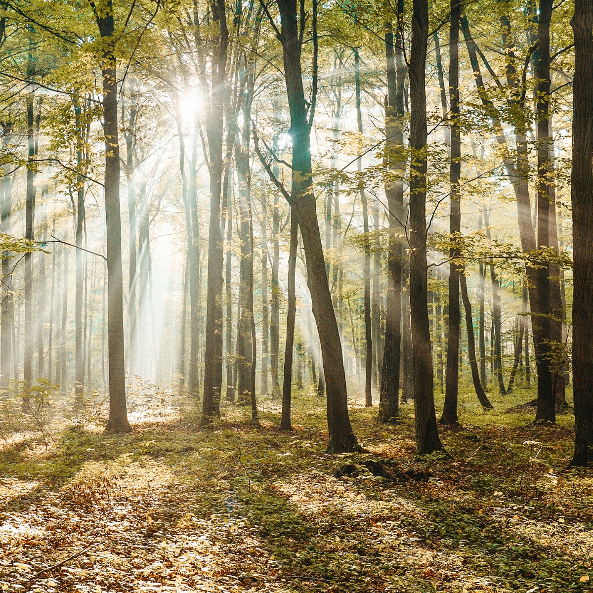 Wald mit Buchen