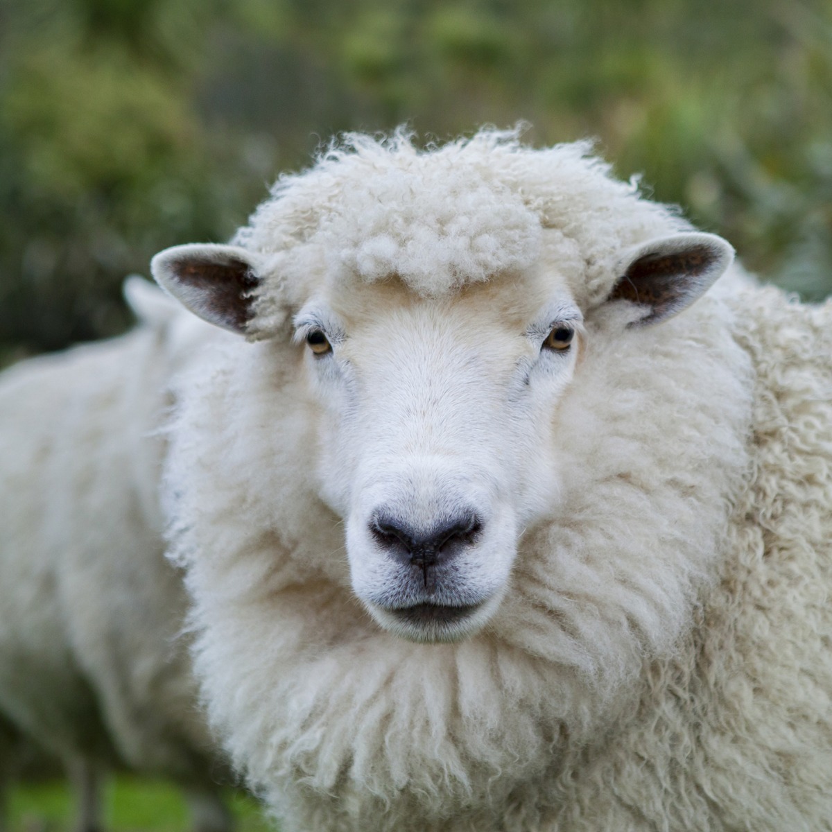 Merinoschaf